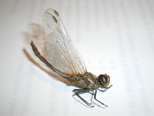 ID libellula stecchita